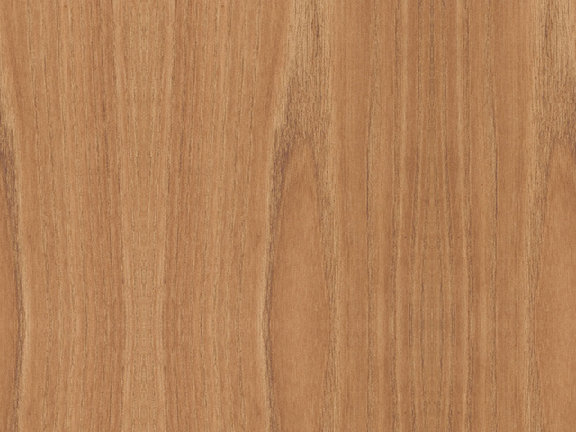 American Elm