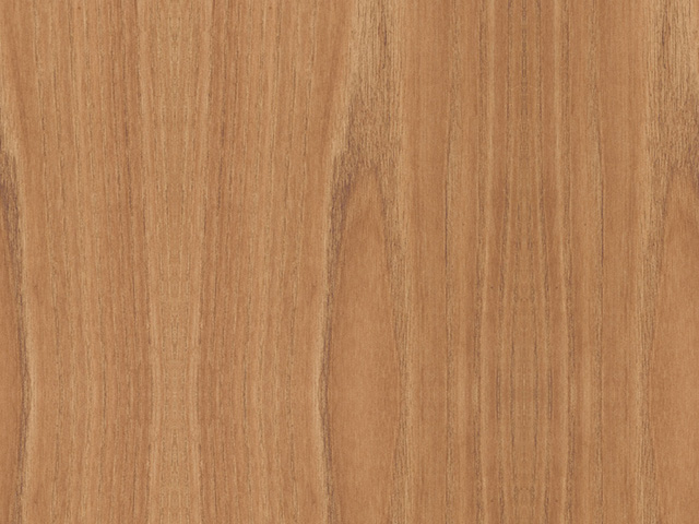 American Elm